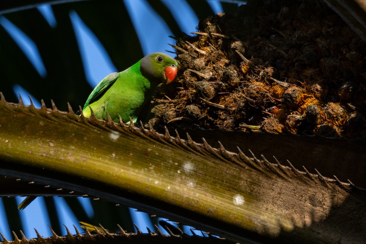 Layard's Parakeet - ML637696734