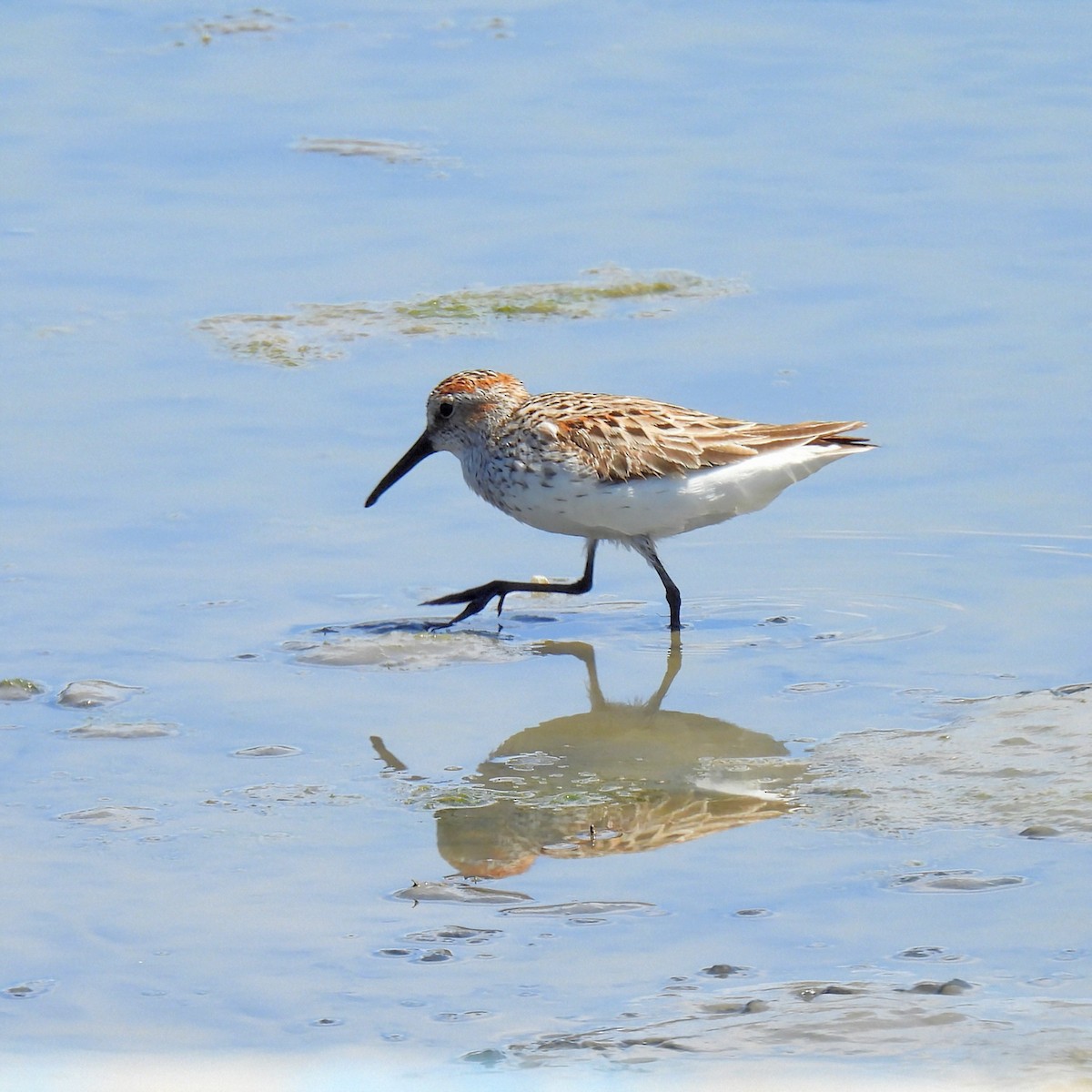 Bergstrandläufer - ML637696746