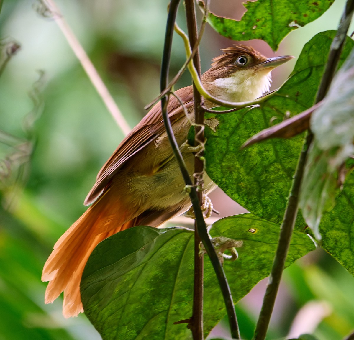 White-eyed Foliage-gleaner - ML637696750