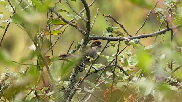 Bay-crowned Brushfinch - ML637696812
