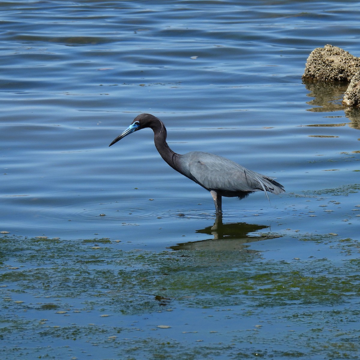Blaureiher - ML637696814
