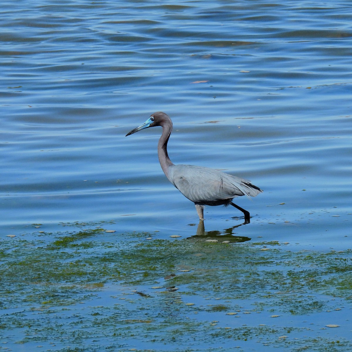 Blaureiher - ML637696815