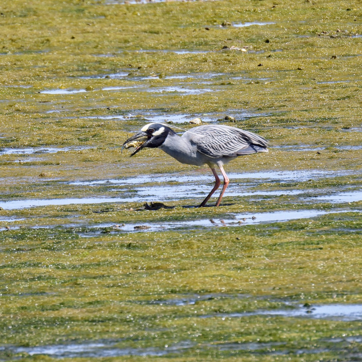 Krabbenreiher - ML637696821