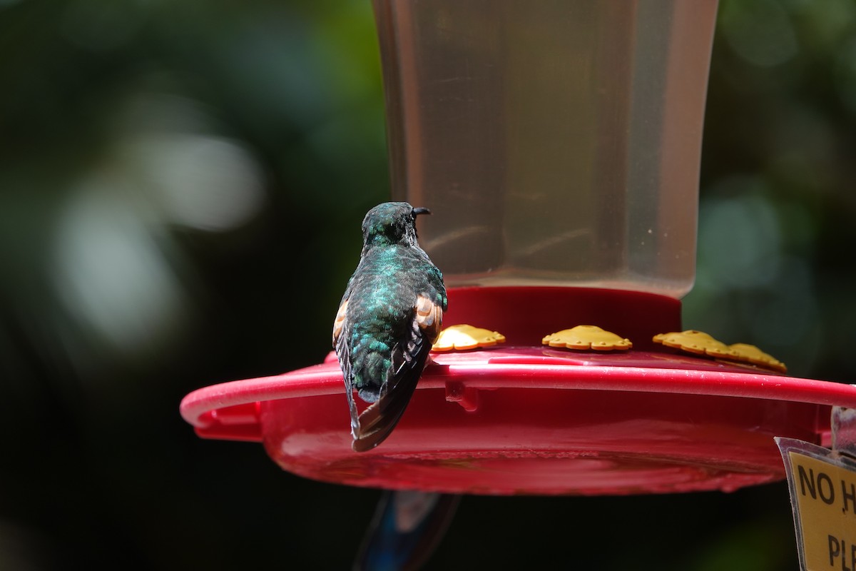 Stripe-tailed Hummingbird - ML637696829