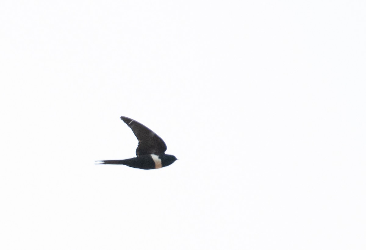 White-banded Swallow - ML637696848