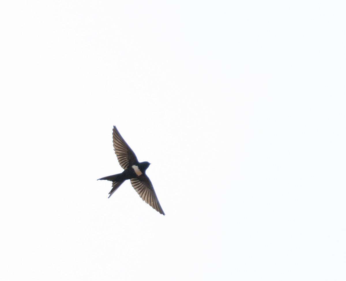 White-banded Swallow - ML637696849