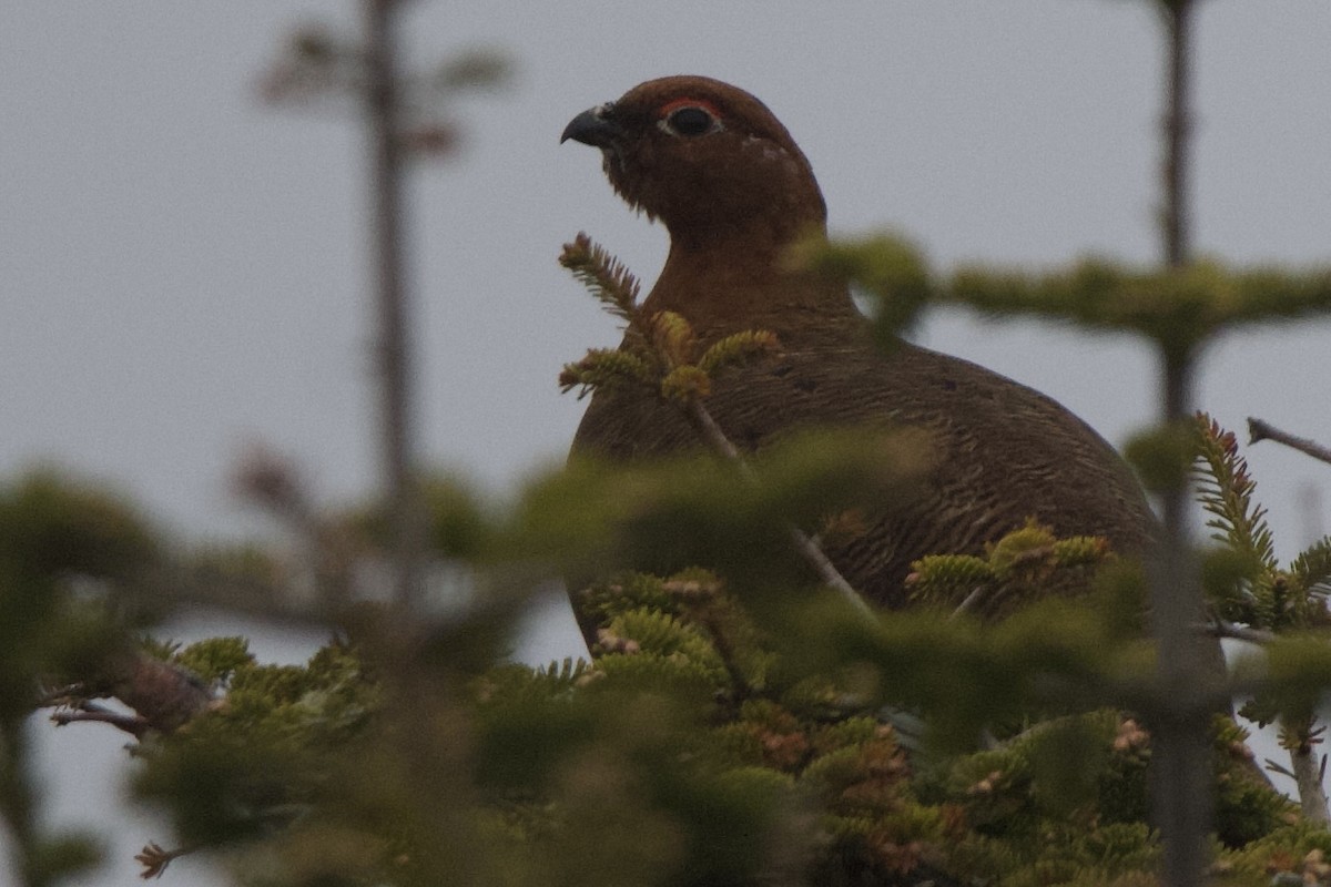 Willow Ptarmigan - ML637696878