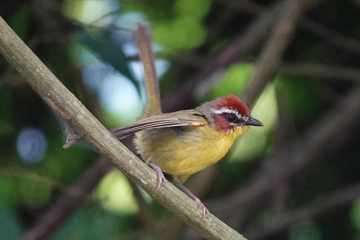 Chestnut-capped Warbler - ML637696887