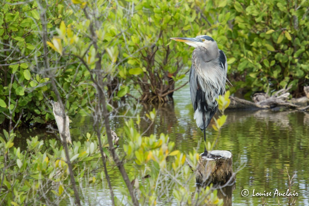 Great Blue Heron - Louise Auclair