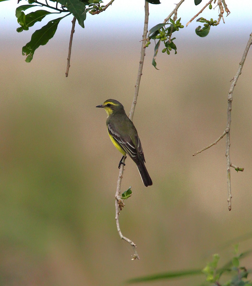 Yellow-browed Tyrant - ML637696939