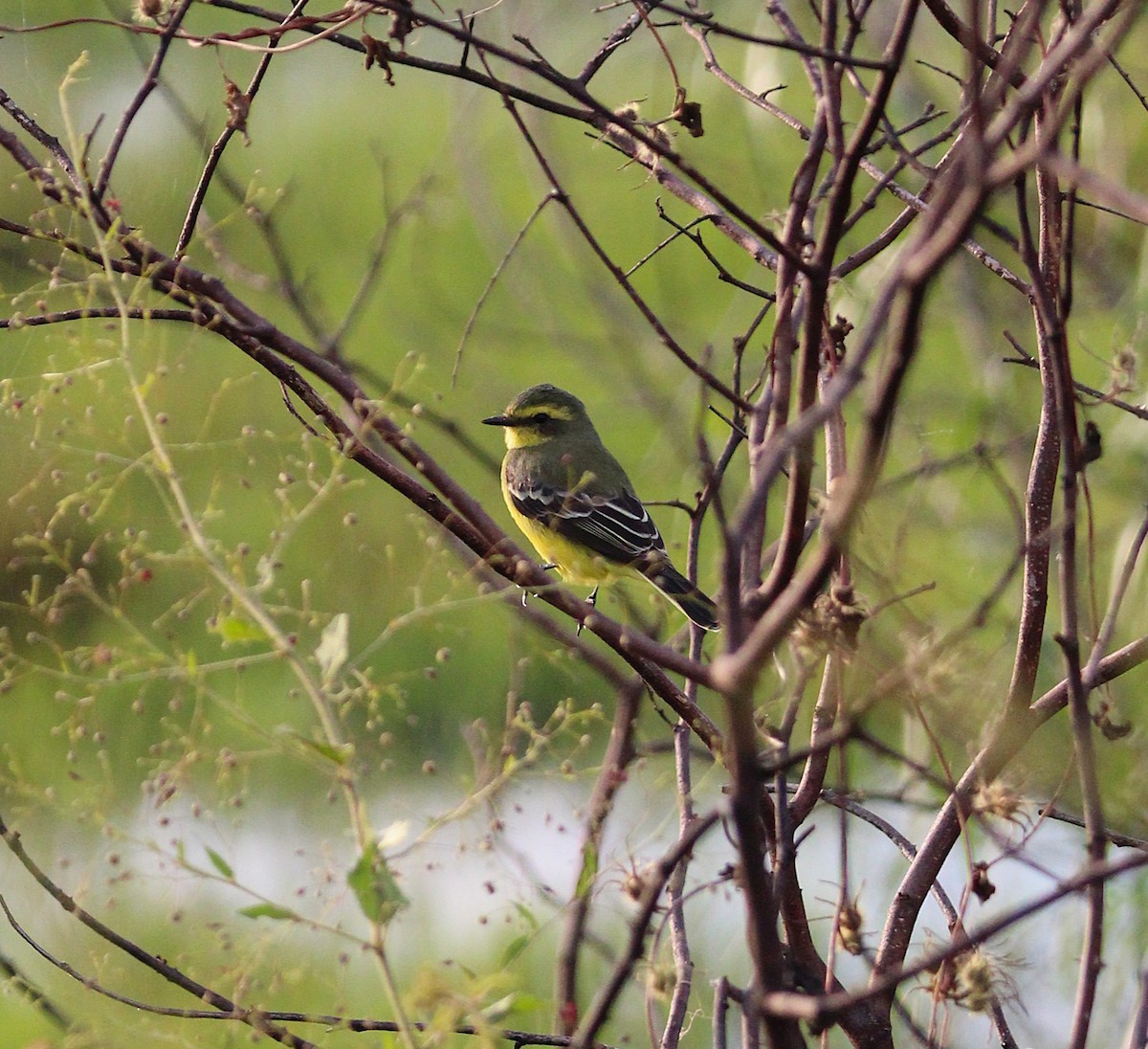 Yellow-browed Tyrant - ML637696940
