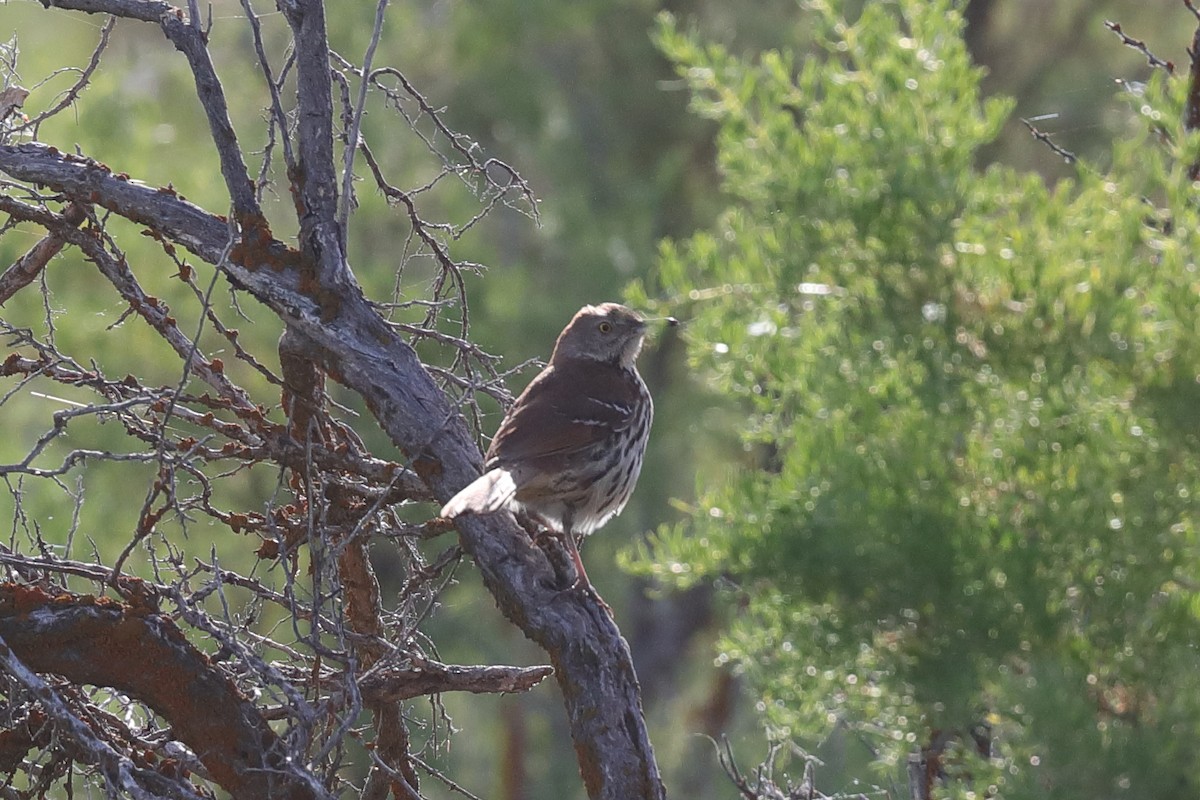 Brown Thrasher - ML637696956