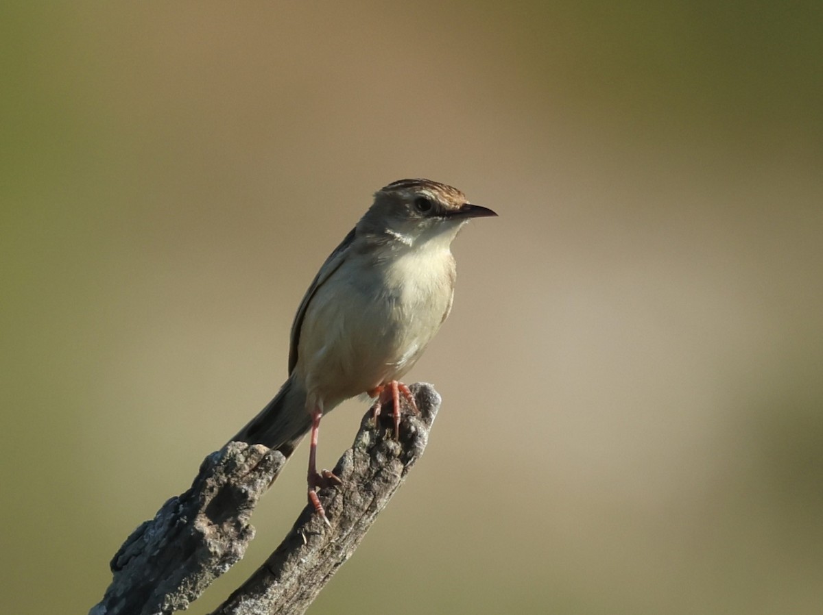 Zitting Cisticola - ML637696965