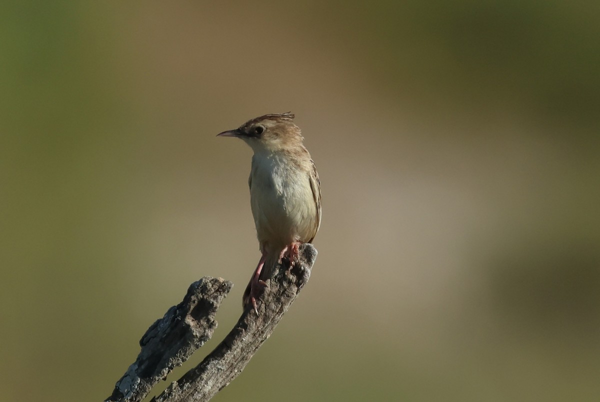 Zitting Cisticola - ML637696966