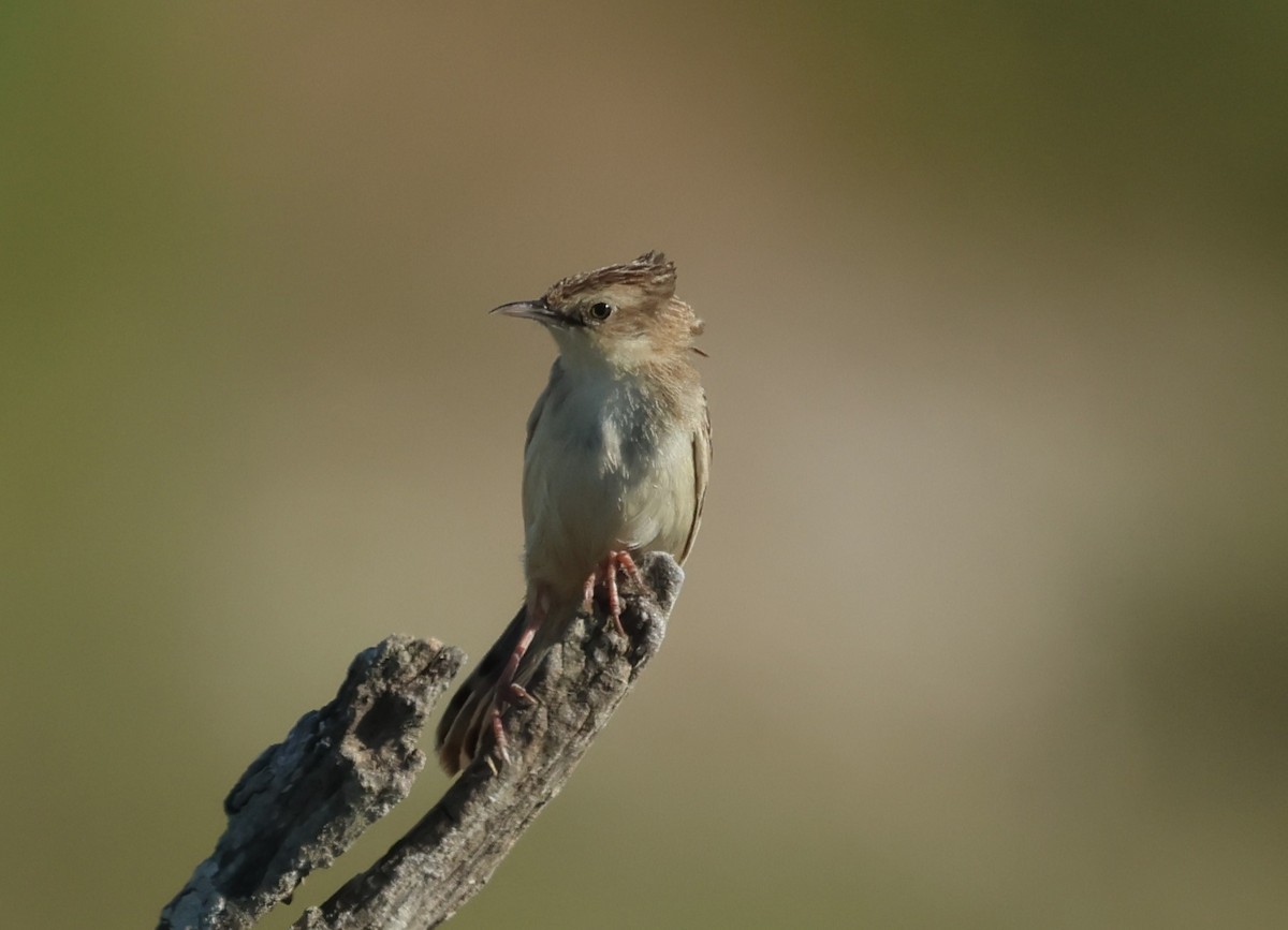 Zitting Cisticola - ML637696967