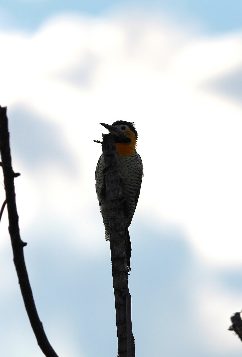 Campo Flicker - ML637697013
