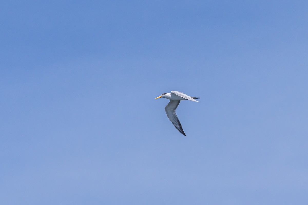 Great Crested Tern - ML637697032