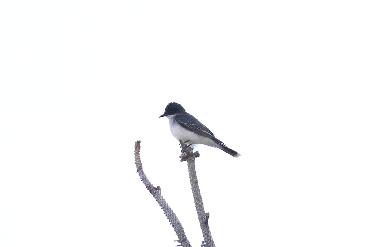 Eastern Kingbird - ML637697039