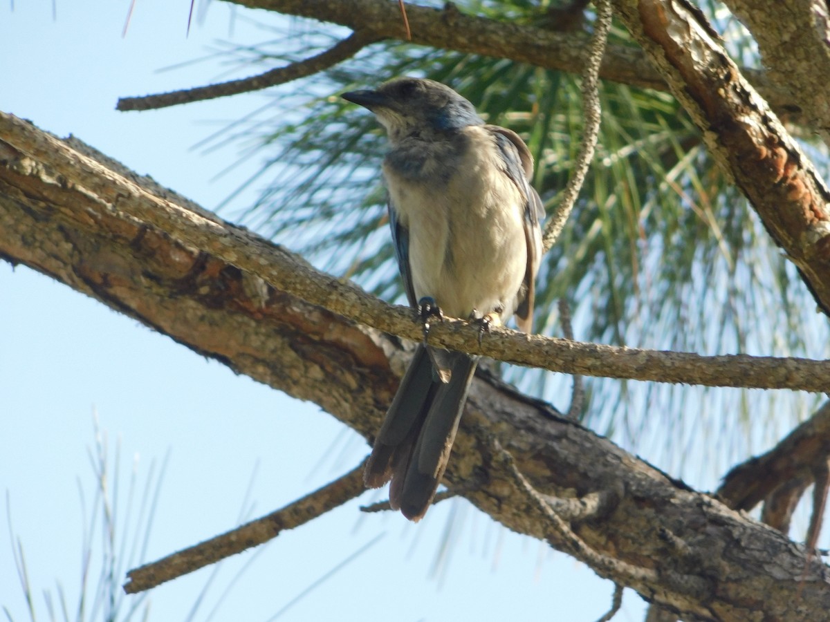 Florida Scrub-Jay - ML637697048