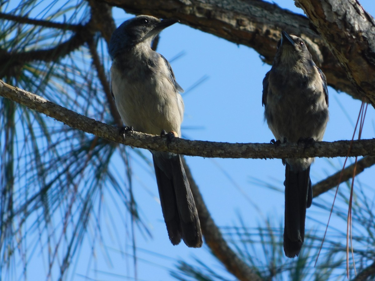 Florida Scrub-Jay - ML637697049