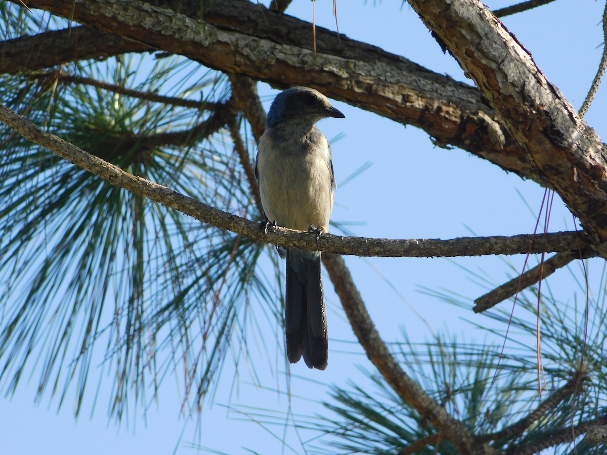 Florida Scrub-Jay - ML637697050