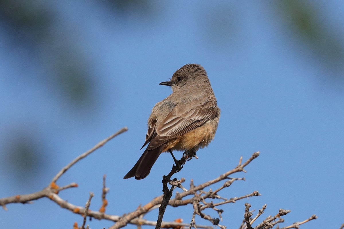 Say's Phoebe - ML637697055