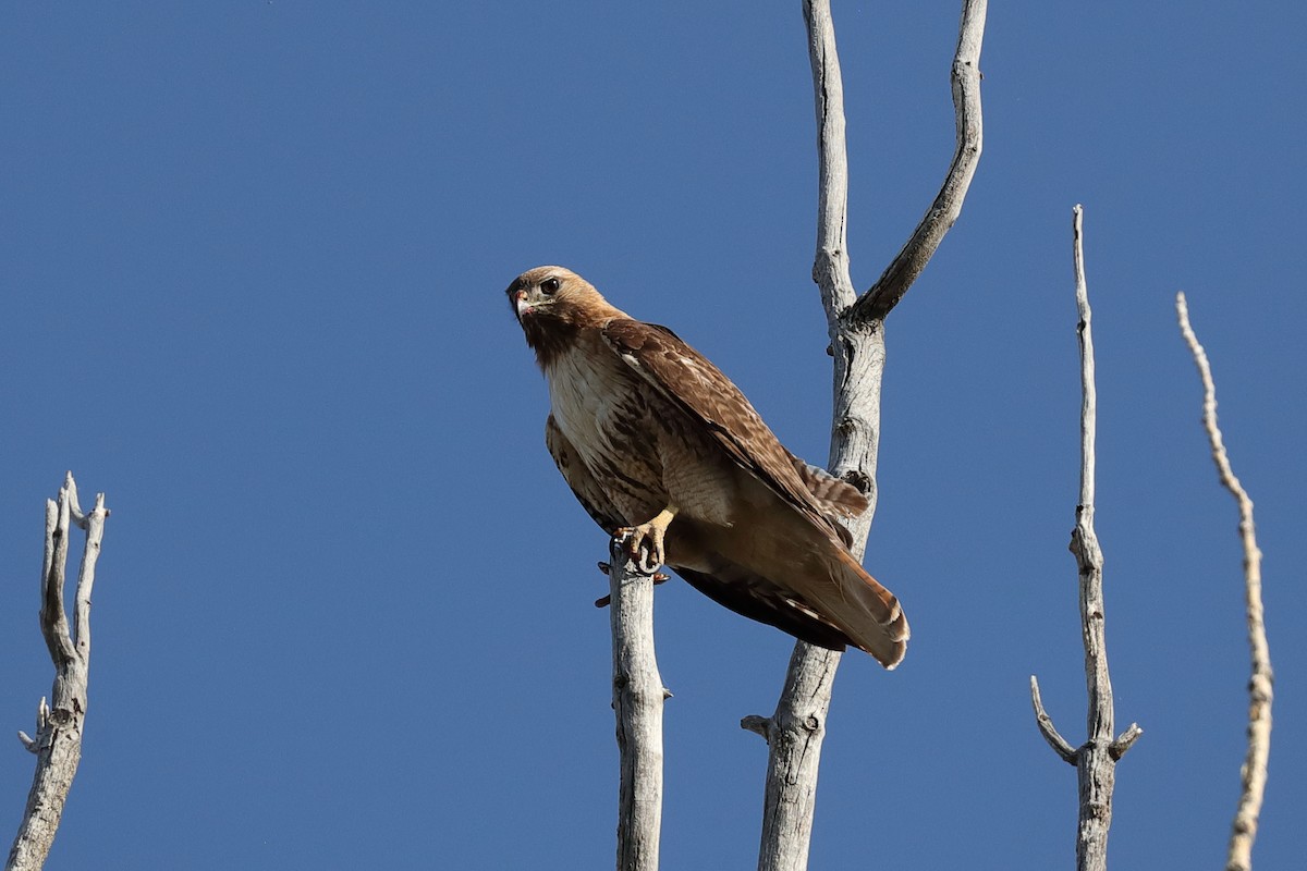 Red-tailed Hawk - ML637697084