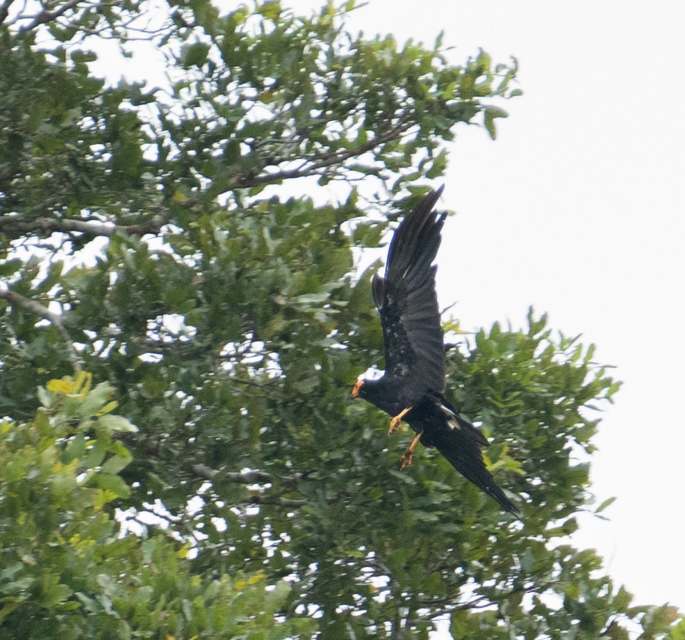 Black Caracara - ML637697138