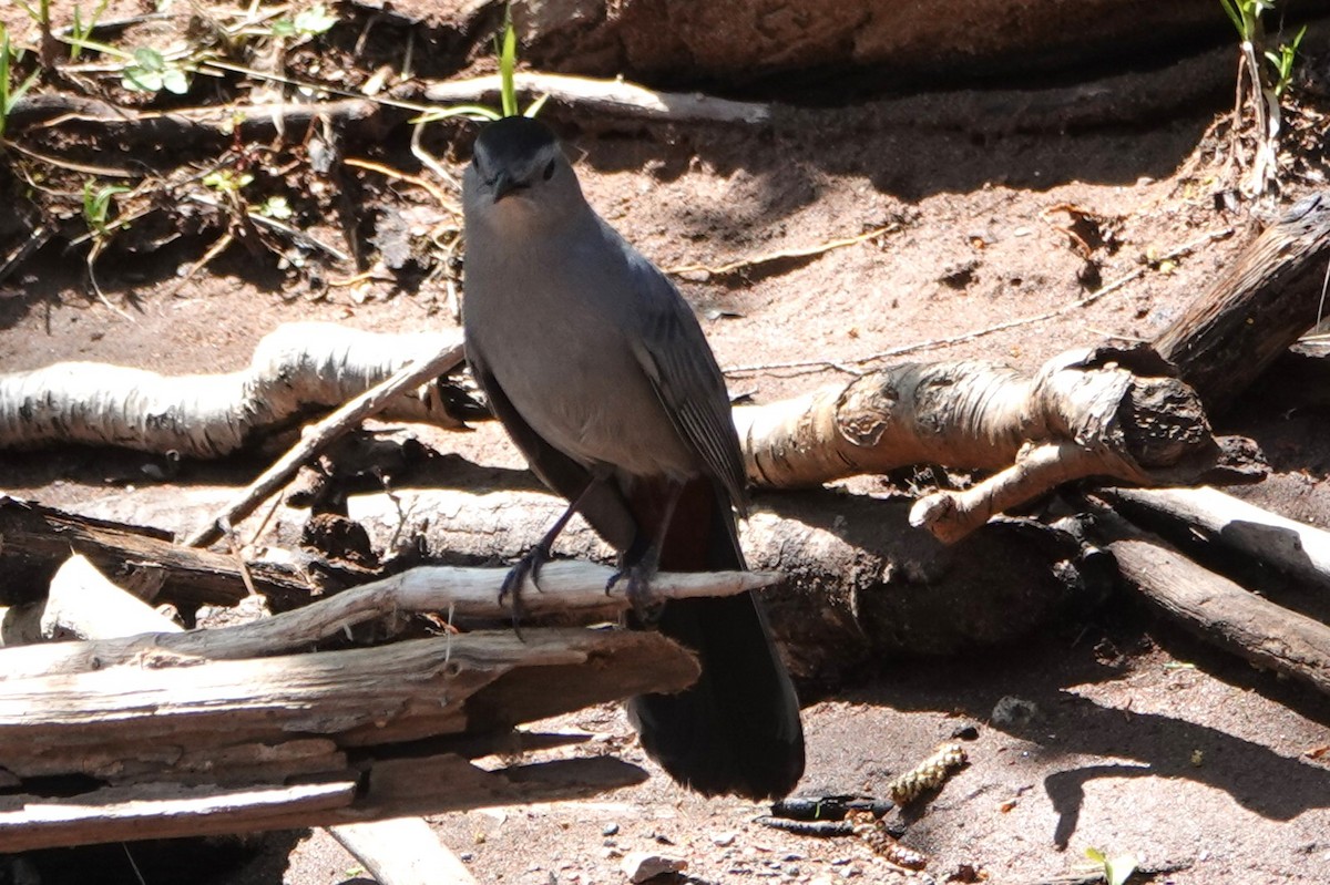 Gray Catbird - ML637697142