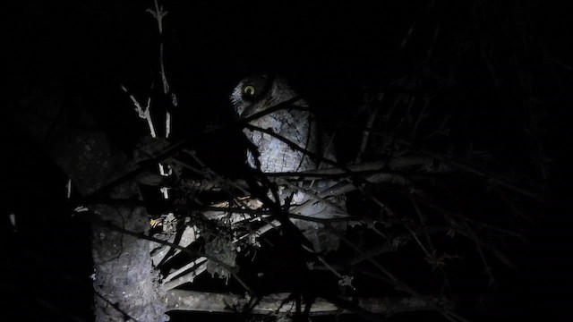 Peruvian Screech-Owl - ML637697145