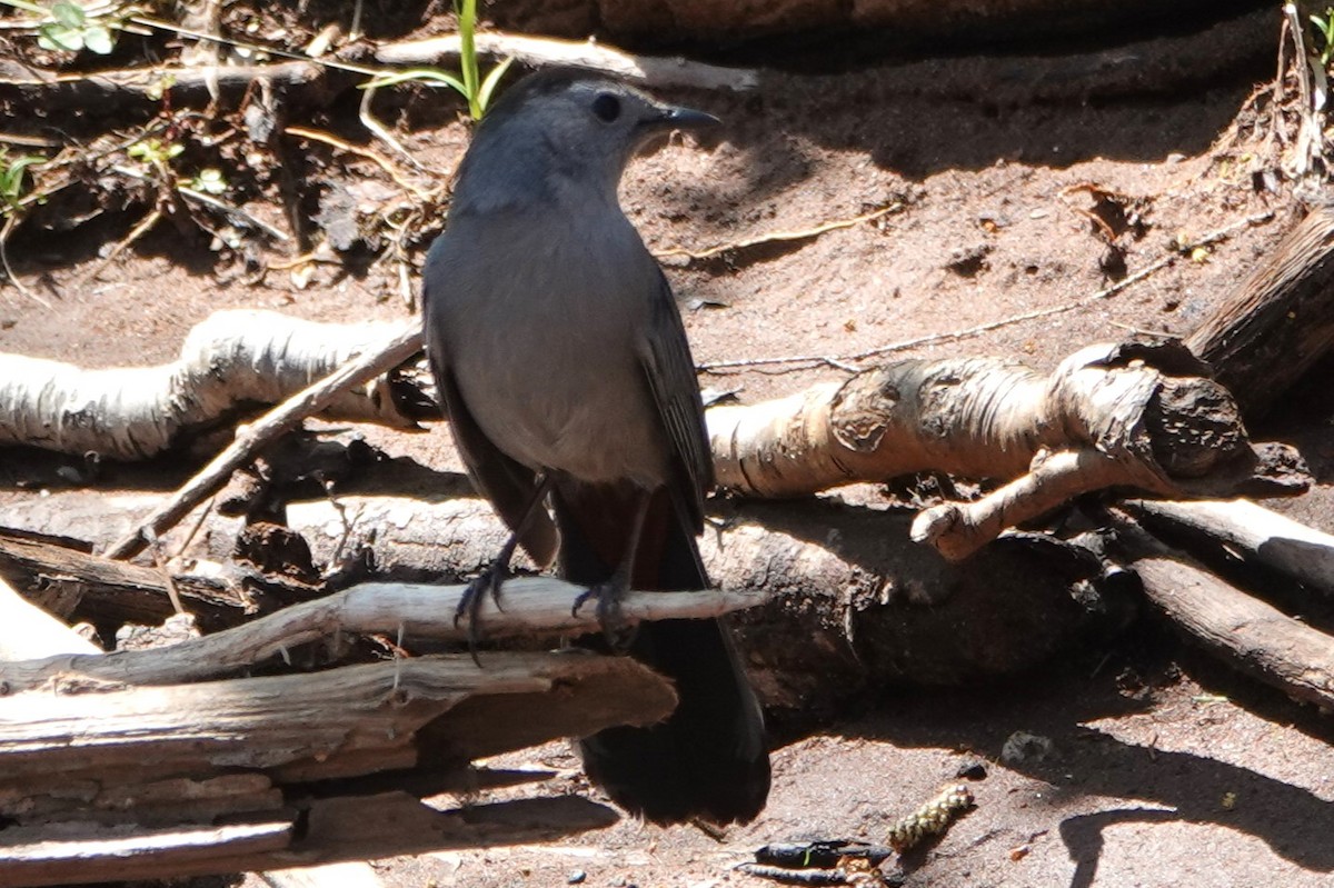 Gray Catbird - ML637697148