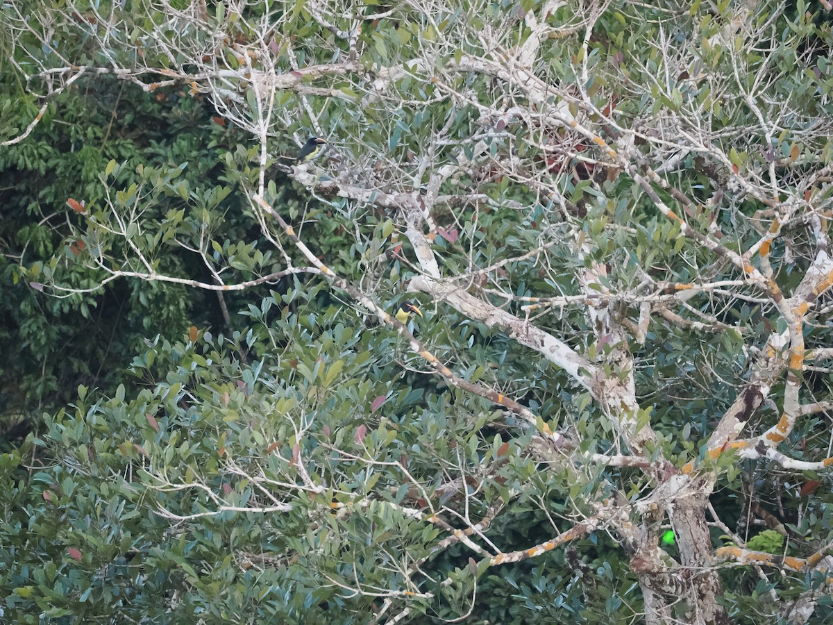 Green Aracari - ML637697154