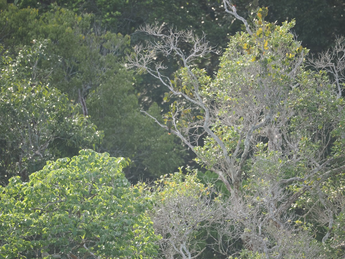Guianan Toucanet - ML637697174