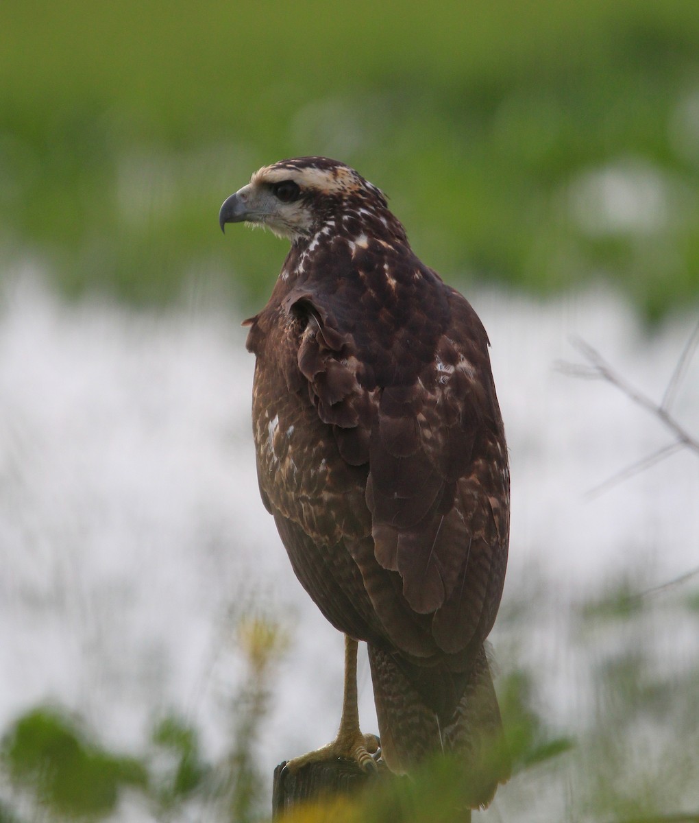 Great Black Hawk - ML637697184