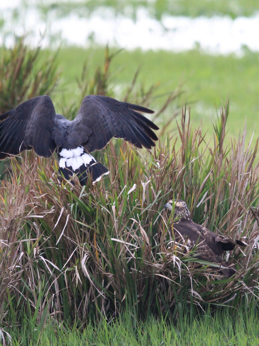 Great Black Hawk - ML637697185