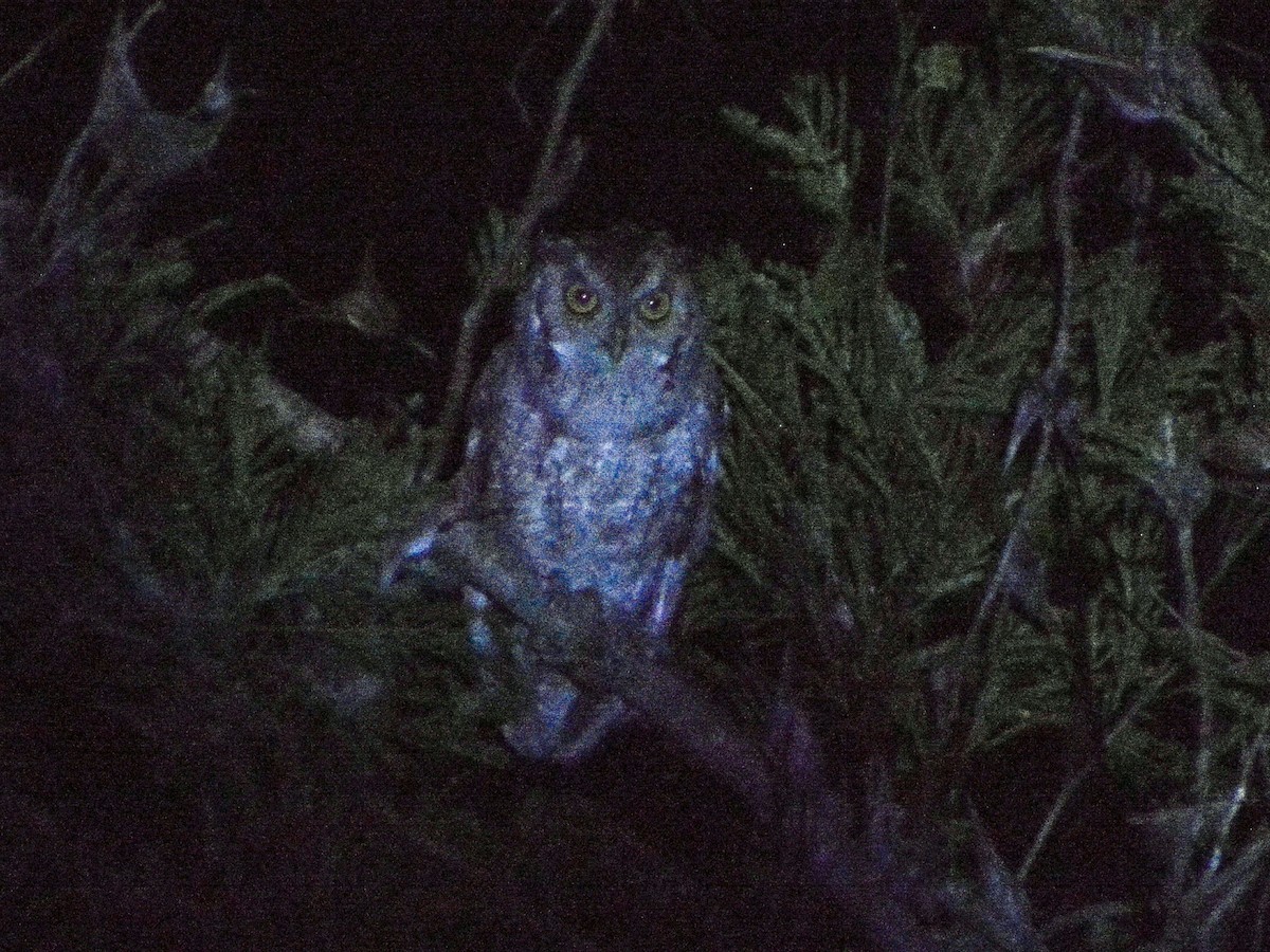 Pacific Screech-Owl - ML637697192