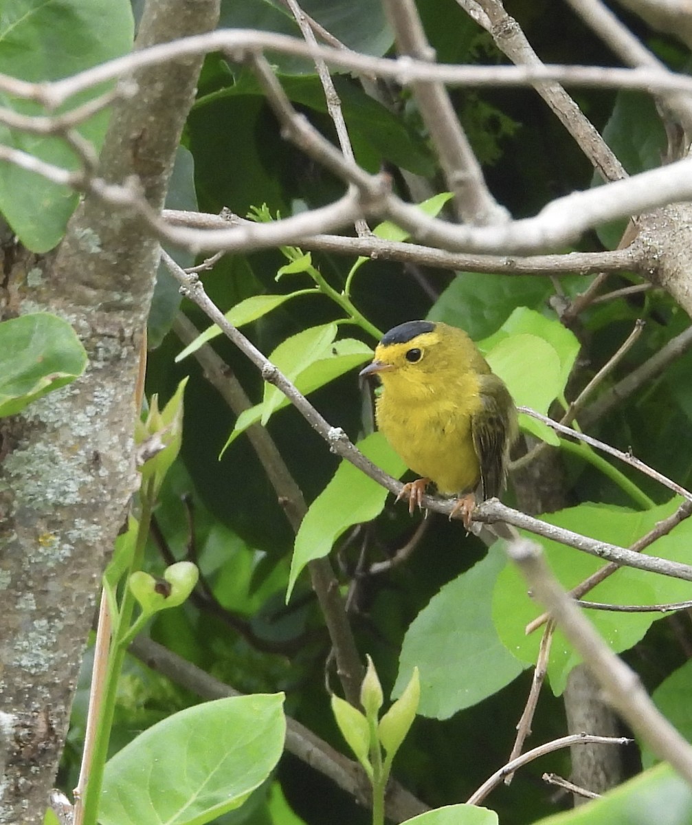 Wilson's Warbler - ML637697223