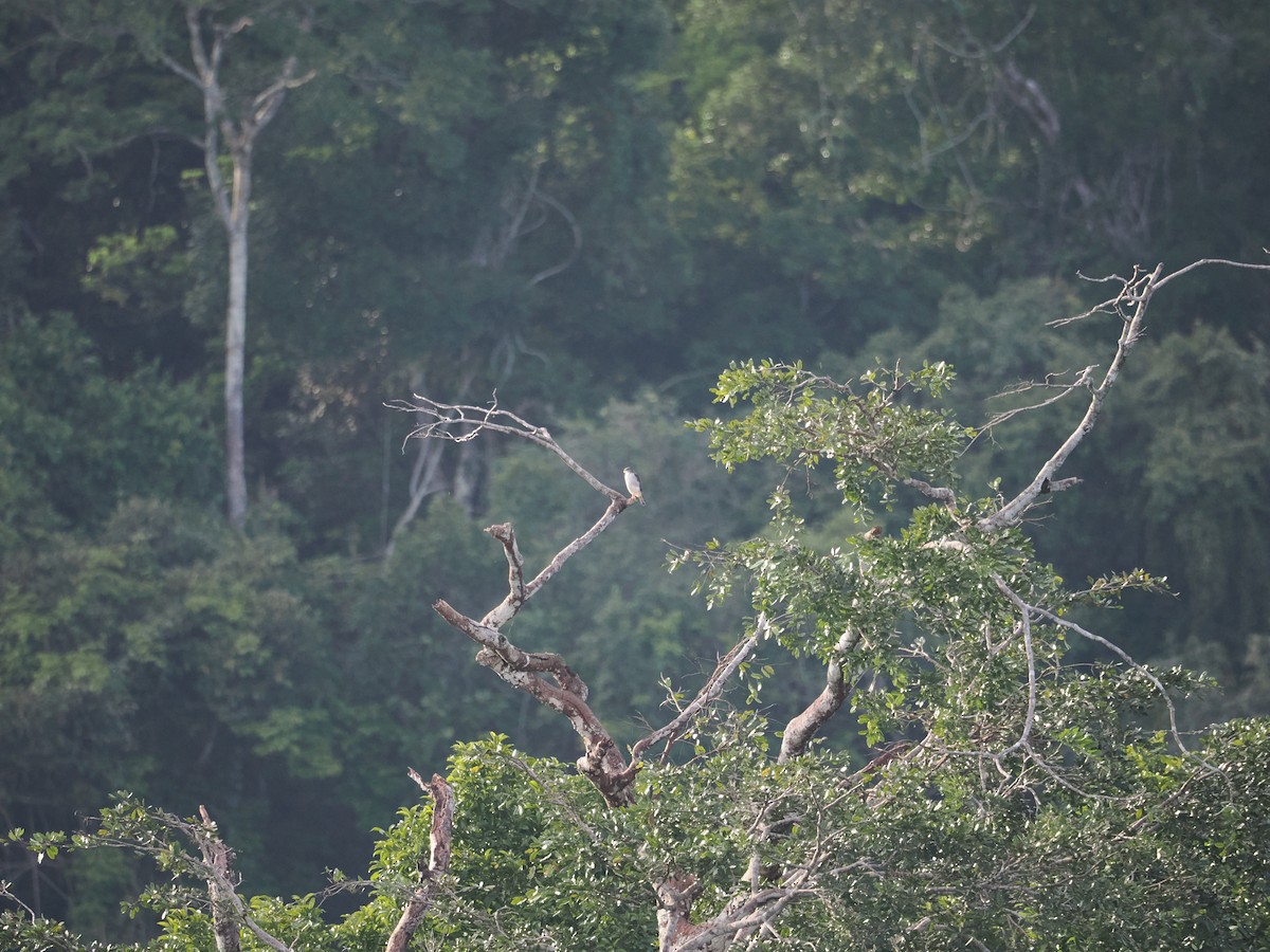 Tiny Hawk - ML637697228
