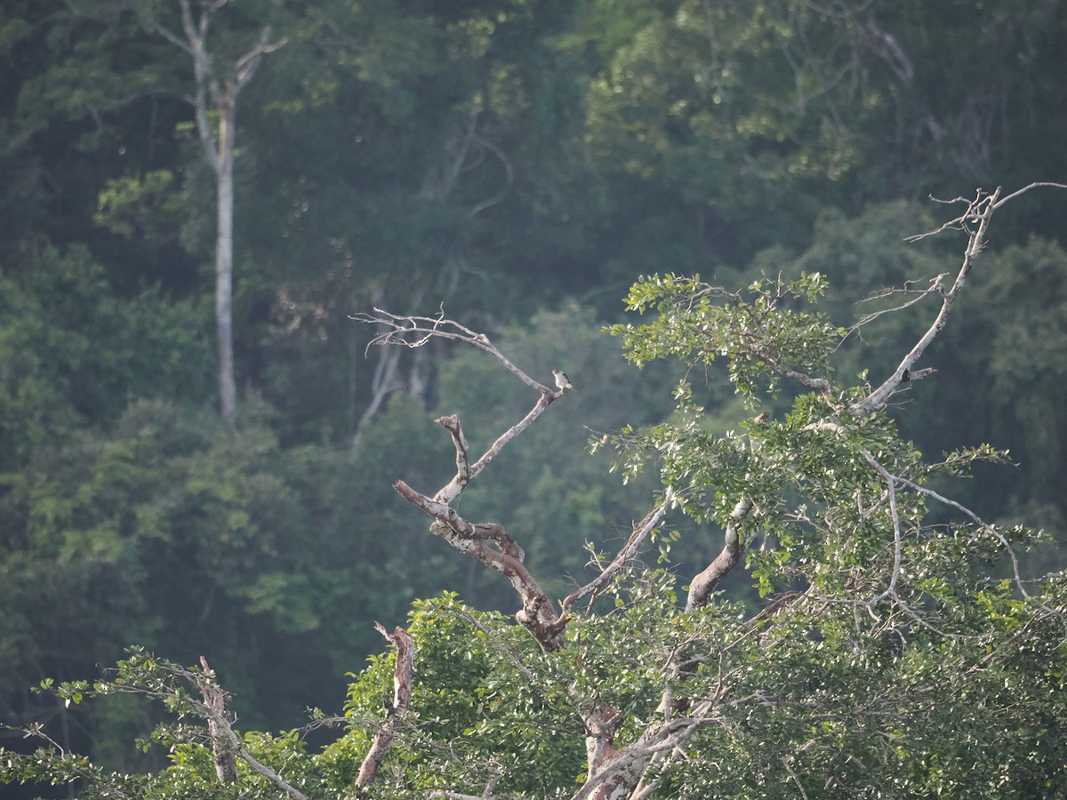 Tiny Hawk - ML637697229
