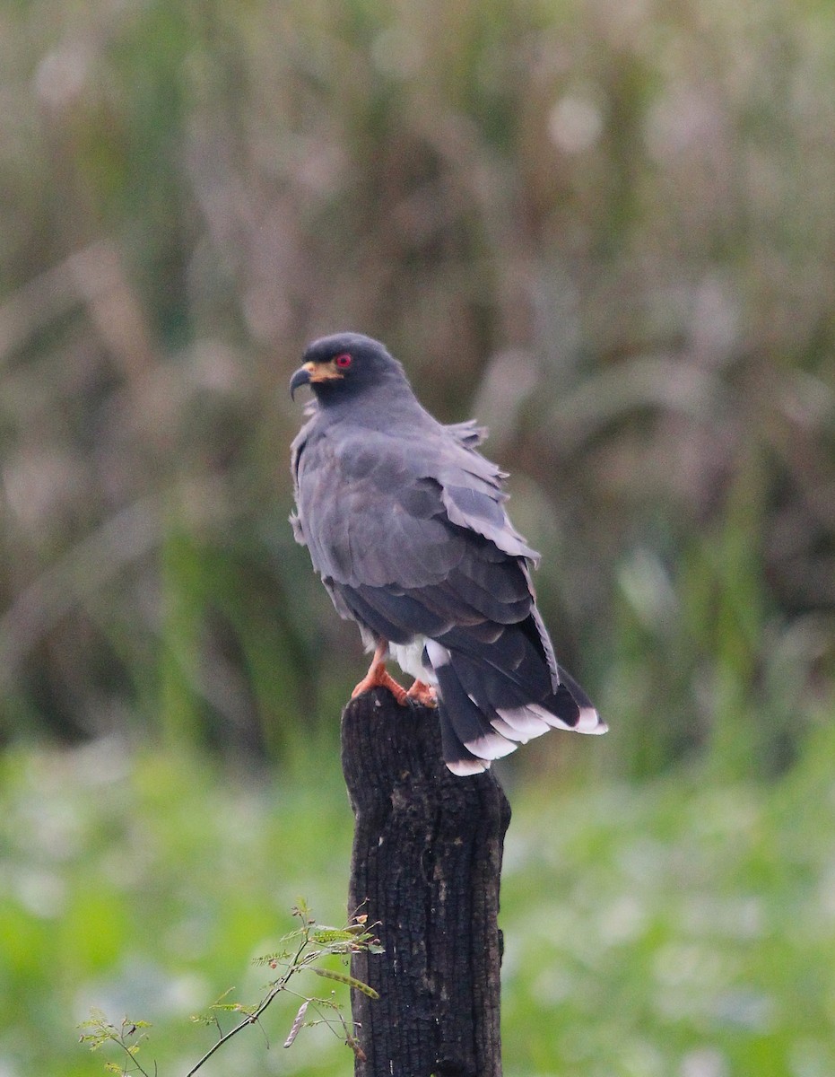 Snail Kite - ML637697239