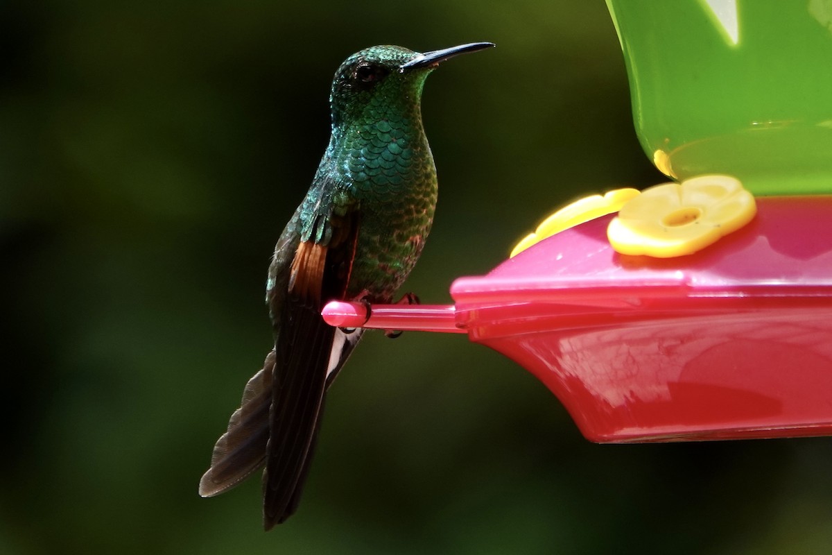 Stripe-tailed Hummingbird - ML637697273
