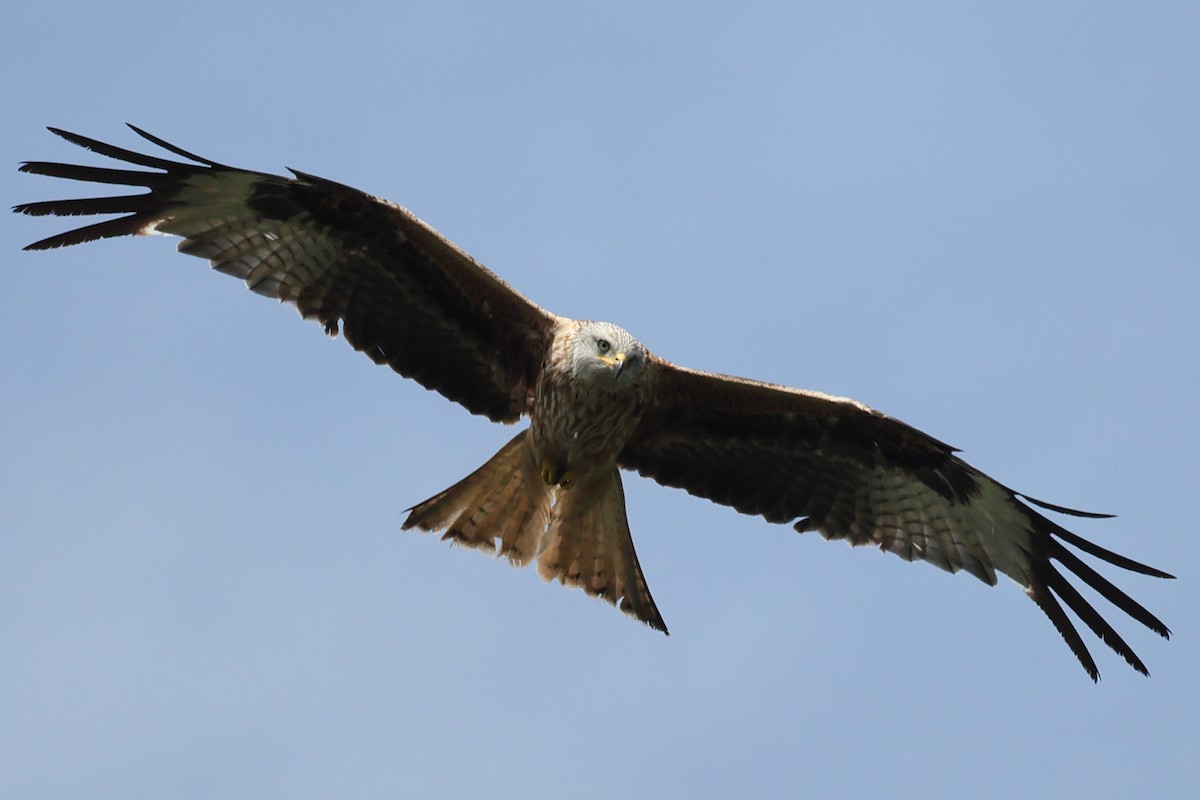 Red Kite - ML637697339