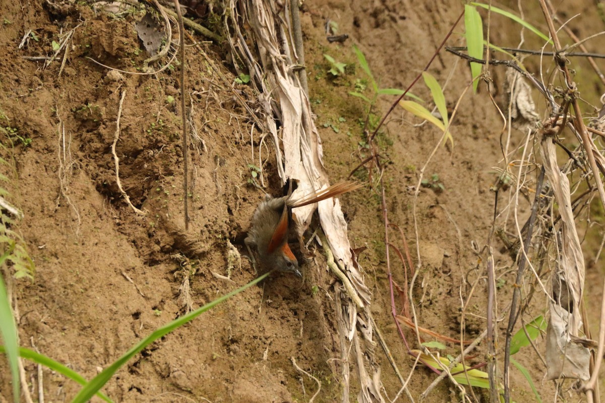 Azara's Spinetail - ML637697405