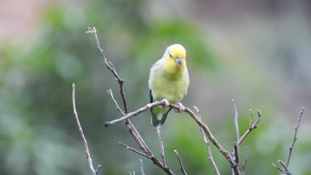 Yellow-faced Parrotlet - ML637697428
