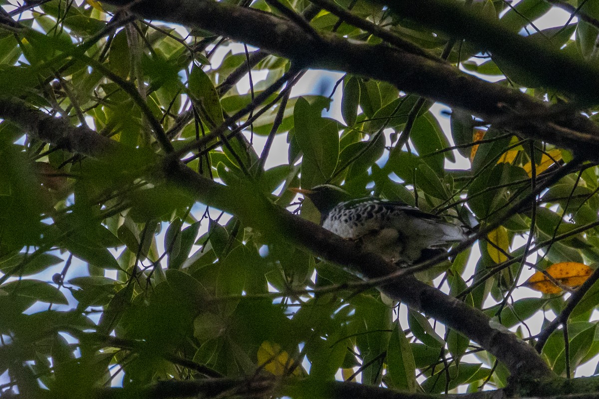 Pied Thrush - ML637697447