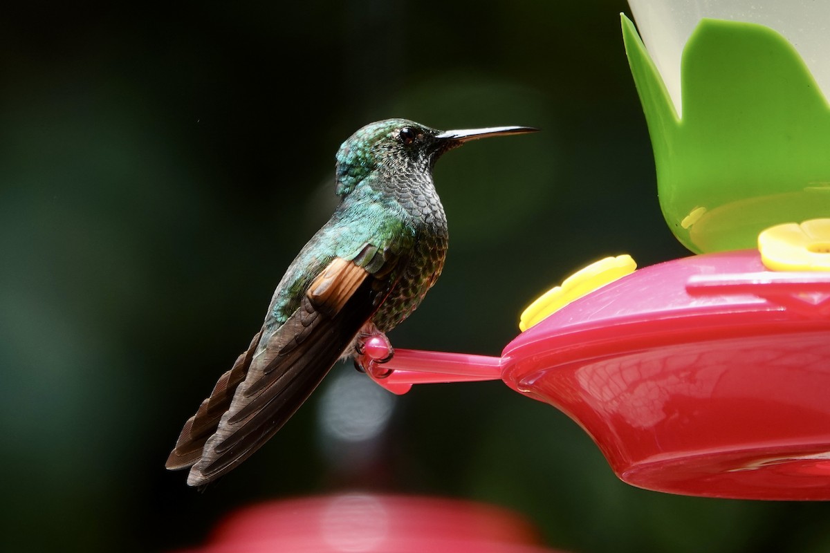 Stripe-tailed Hummingbird - ML637697456