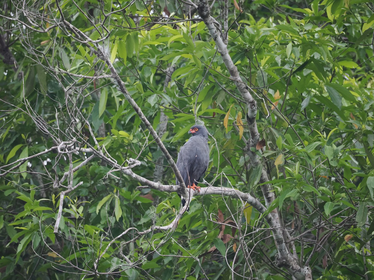 Slate-colored Hawk - ML637697458