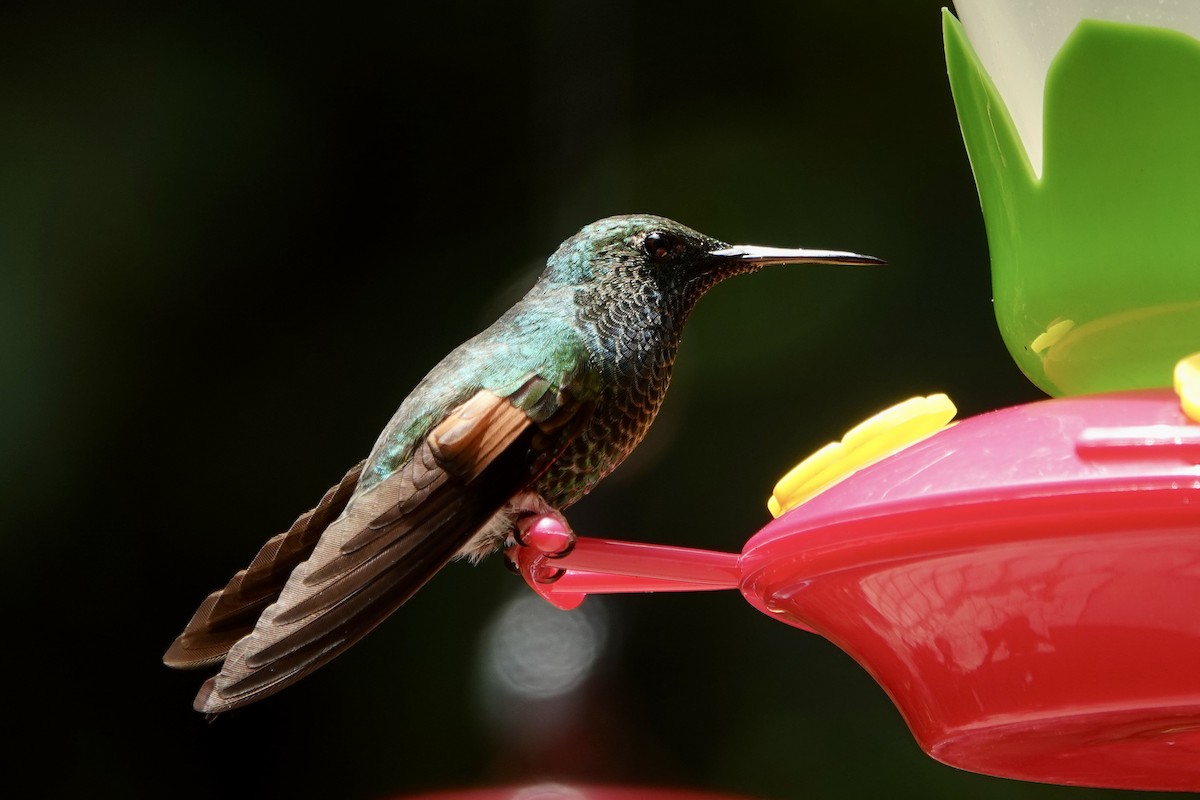 Stripe-tailed Hummingbird - ML637697464