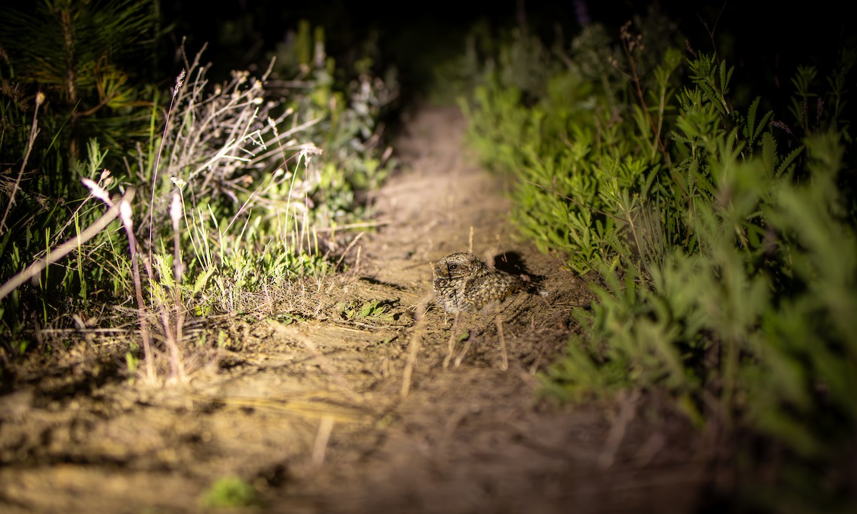 Common Poorwill - ML637697517
