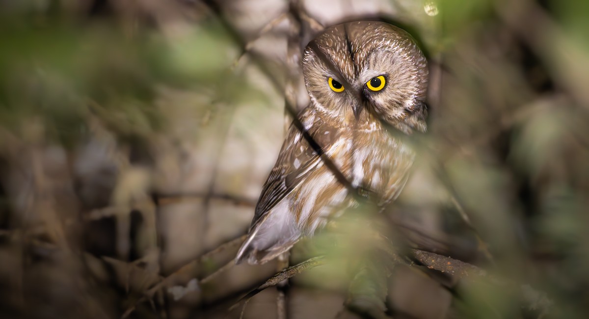 Northern Saw-whet Owl - ML637697519